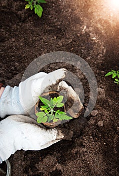 Hands putting tomato seedling