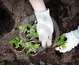 Hands putting tomato seedling