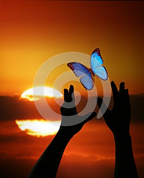 Hands reaching for Butterly