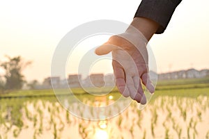 Hands reaching out to help in blurred sunlight background.