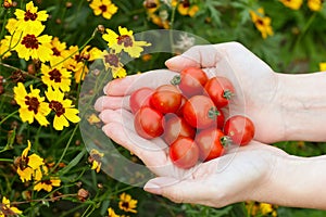 Hands with red cherry tomatoes near yellow coreopsis flowers