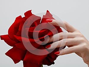 Hands with red manicure holding delicate rose close-up isolated on white. Closeup of female hands with beautiful professional