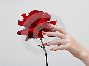 Hands with red manicure holding delicate rose close-up isolated on white. Closeup of female hands with beautiful professional