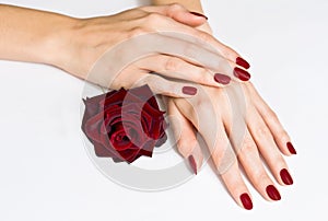 Hands with red manicure and rose