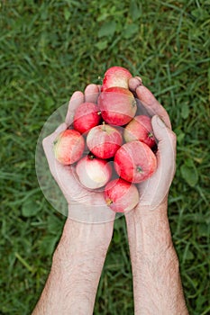 Hands with a red ripe apple on a background of green grass