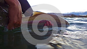 Hands Releasing a Rainbow Trout Back into Clear Waters