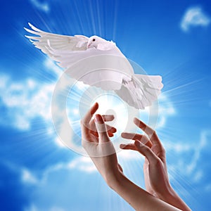 Ruky uvolnění bílý holubice nebe na slunce 