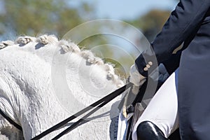 Hands of a rider holding two reins next to a horse`s mane neck photo