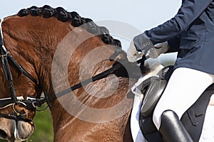 Hands of a rider holding two reins next to a horse`s mane neck photo