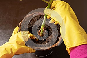 Hands in rubber gloves hold a flower stem with a sprouted root system over a ceramic flower pot with fertile soil