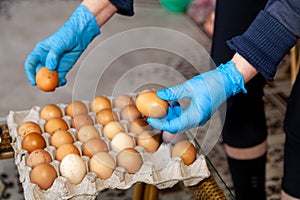Hands in rubber gloves lay fresh chicken eggs
