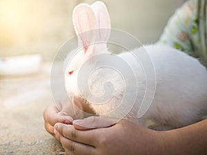 Hands`s boy hugging little white rabbit