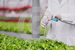 Hands of a scientist in a white coat close up pouring blue liquid into glass test tubes, against the background of green