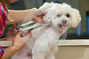 Hands with scissors, dog grooming.