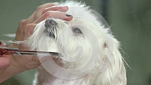 Hands with scissors grooming dog.