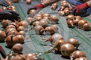 Hands of Seasonal Workers Sorting Onions in Packing House Facility