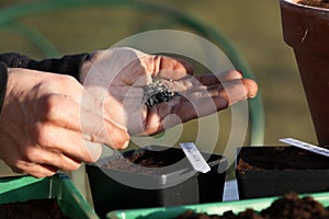 Hands seed seeding photo
