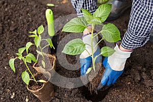 Hands seeding pepper plant in soil. Growing, planting organic vegetables in garden