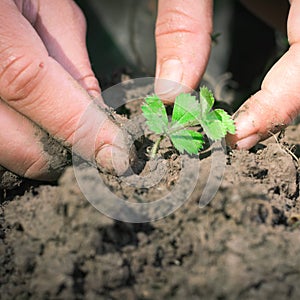 Hands seeding strawberry