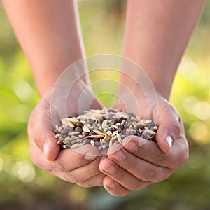 Hands with seeds. Seeding green manure. Planting season photo