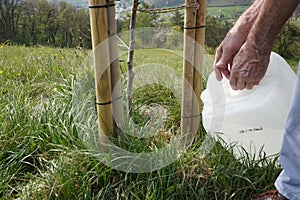 Hands of senior man, giving water with canister to young walnut tree.