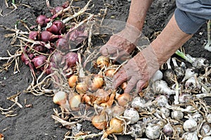 Hands of senior woman, harvesting ripe onion