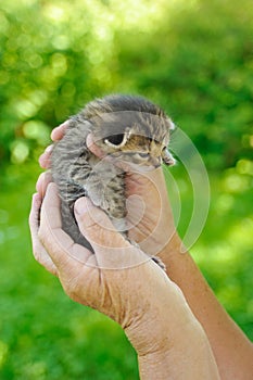 Hands of senior woman holding little kitten