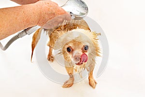 Hands of a senior woman wash her pet and hold a shower tap with a stream of water. A small beige chihuahua dog is washed