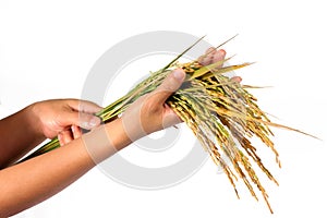 Hands and a sheaf of rice