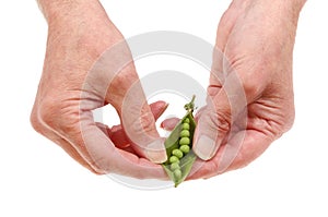 Hands shelling peas