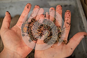 Hands show household compost worms. Responsible waste disposal concept