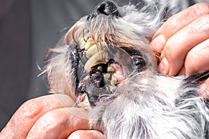 Open mouth of a dog with carious