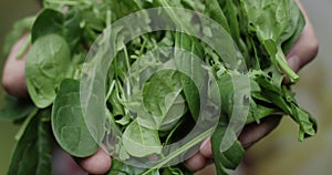 Hands Showing a Pile of Spinach and Rucola on a Green Background