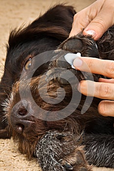 Hands smearing cream to the paw of dog