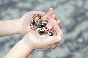 Hands with snails animals