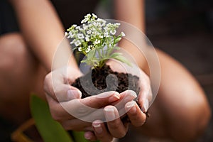 Hands, soil and flower for garden and ecology, growth and botanical with sustainability in environment. Nature, plant