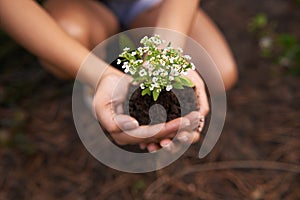 Hands, soil and flower for gardening and ecology, growth and botanical with sustainability in environment. Nature, plant