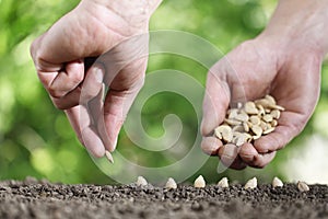 Hands sowing seeds in vegetable garden soil, close up on gre