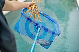 Hands with special skimmer mesh equipment cleaning swimming pool