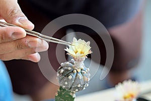 hands are squeezing small pliers for Cactus pollination