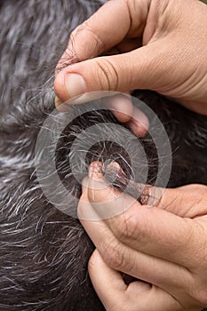 Hands stripping hair of dog photo