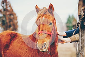 Hands stroking a beautiful horse