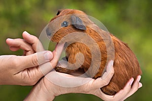 Hands stroking young guinea pig on blurred background