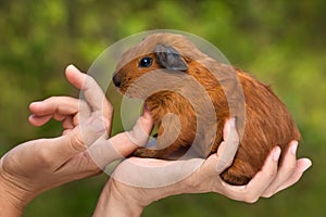 Hands stroking young guinea pig on nature background