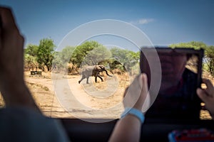 Hands with tablet Filming the elephant in Tarangire National Park safari, Tanzania