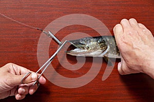 Hands take out bait from mouth of pike close up