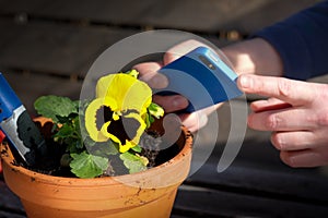 Hands taking photo of a flower with a smartphone