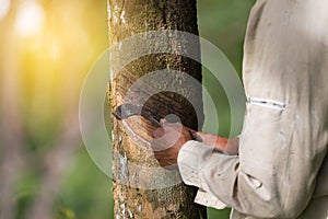 Hands tapping a rubber tree. photo