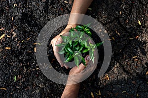 Hands Team work protecting tree growing up and planting on land for reduce global warming earth,