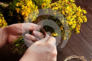 Hands tieing a bunch of herbs - Hypericum perforatum or St johns wort herb harvesting